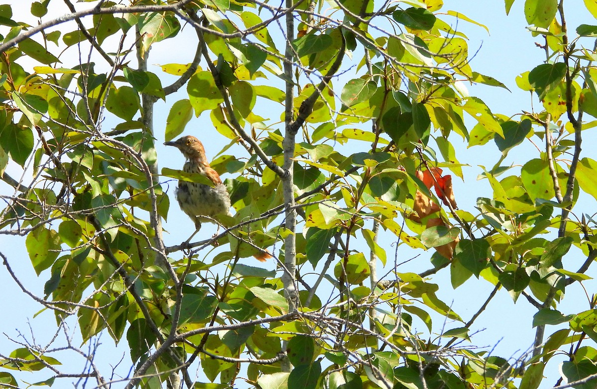 Brown Thrasher - Nicole St-Amant