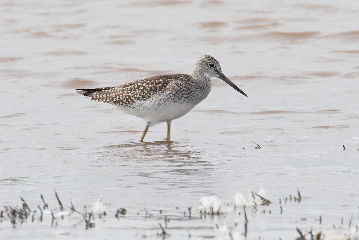 Greater Yellowlegs - ML601652321