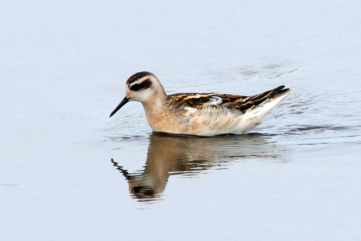 Phalarope à bec étroit - ML601652561