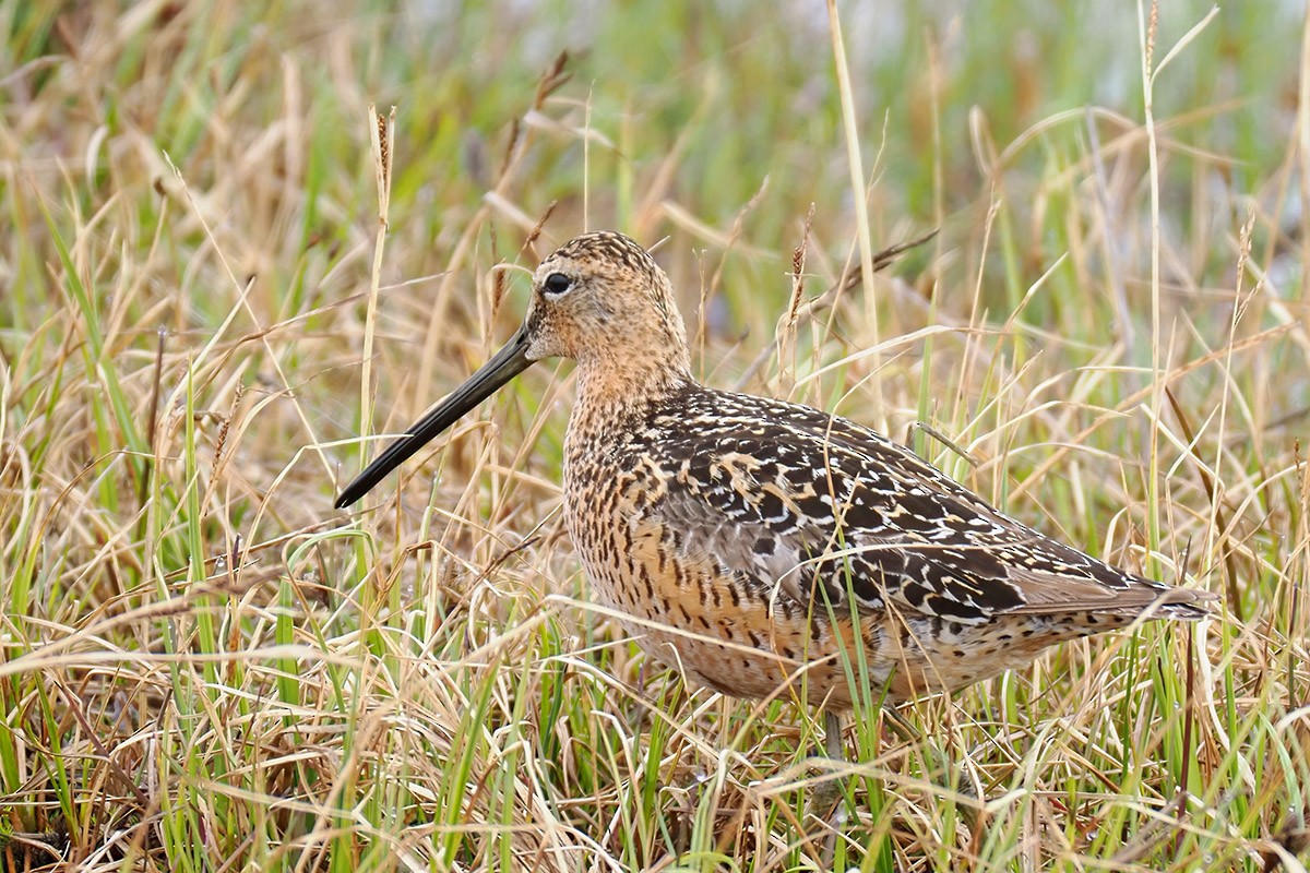 Long-billed Dowitcher - ML601652931