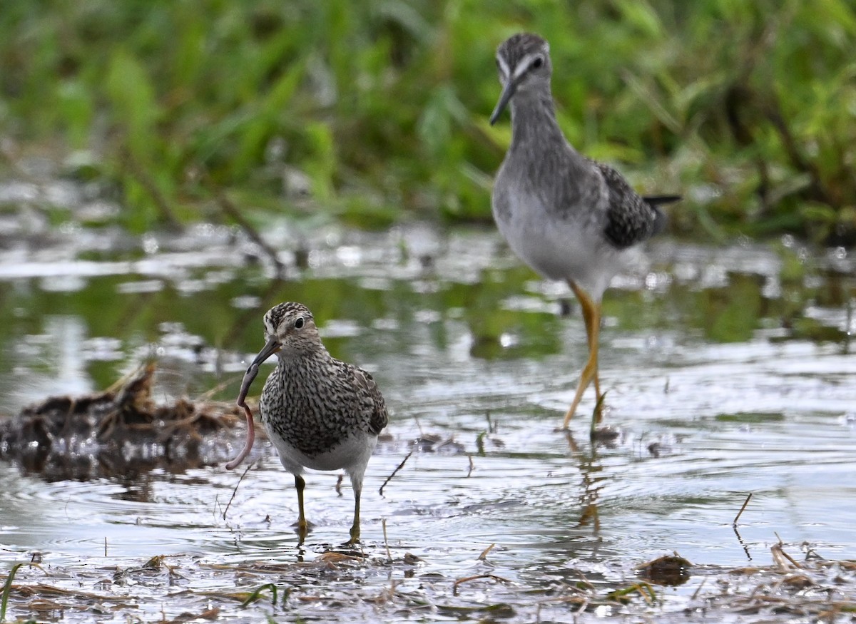Pectoral Sandpiper - ML601653371