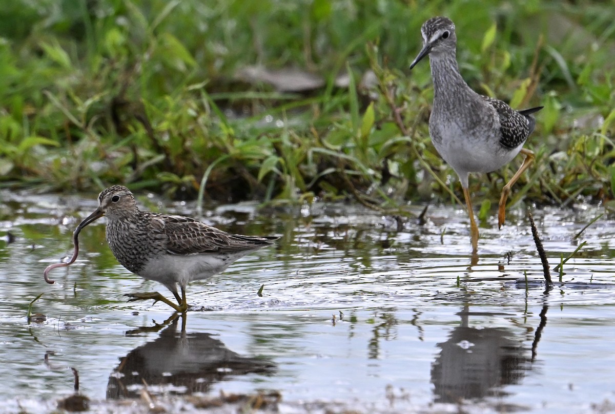 Pectoral Sandpiper - ML601653381