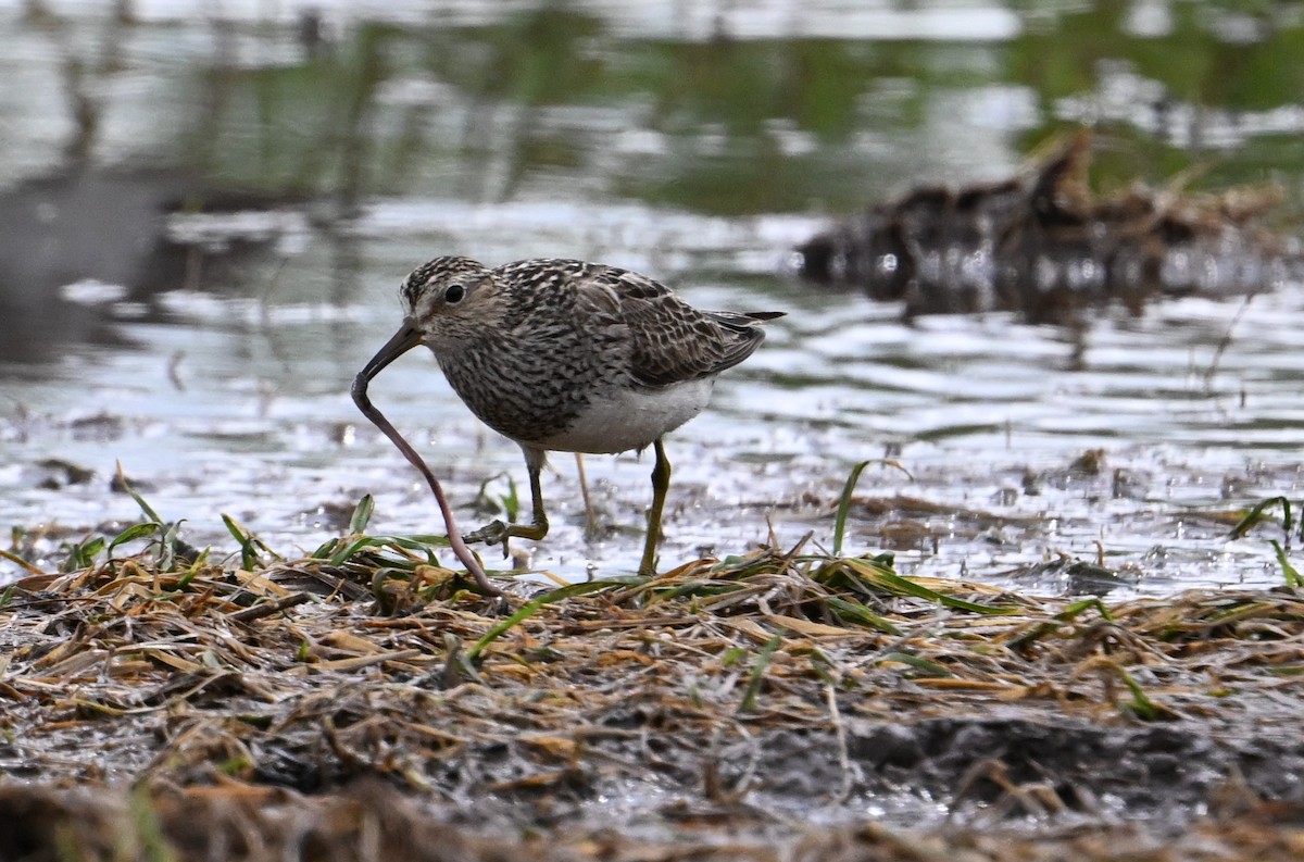 Pectoral Sandpiper - ML601654101
