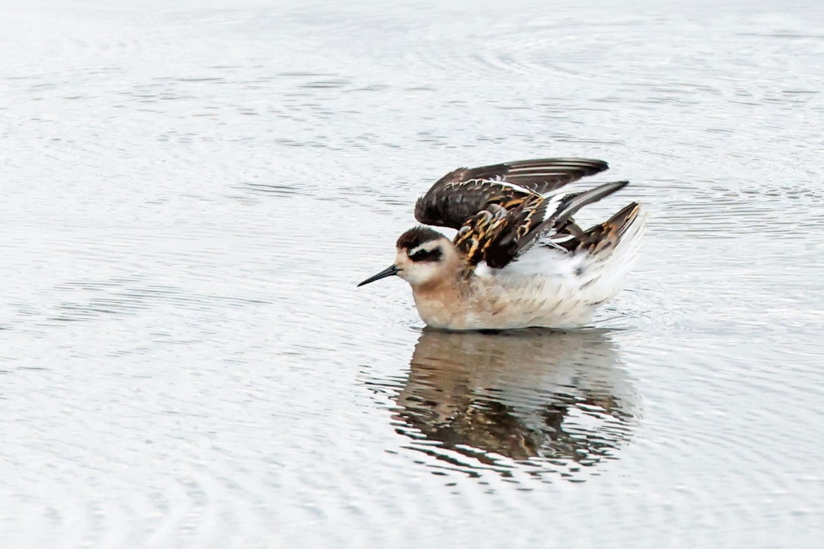 Phalarope à bec étroit - ML601654401