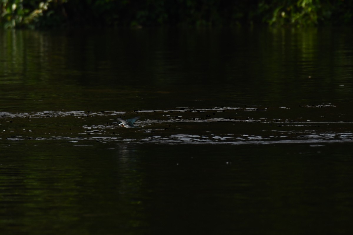 Martin-pêcheur d'Amazonie - ML601654421