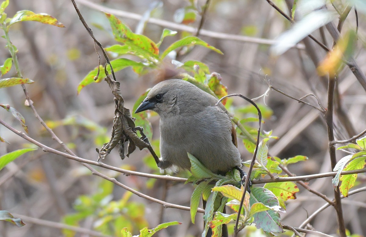 Grayish Baywing - ML601655641