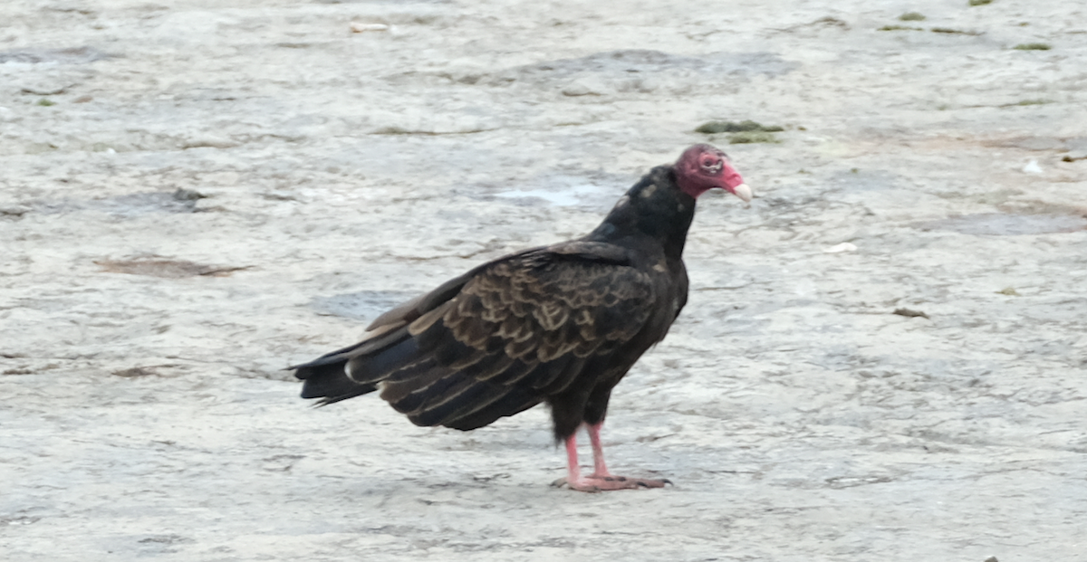 Turkey Vulture - ML601655751