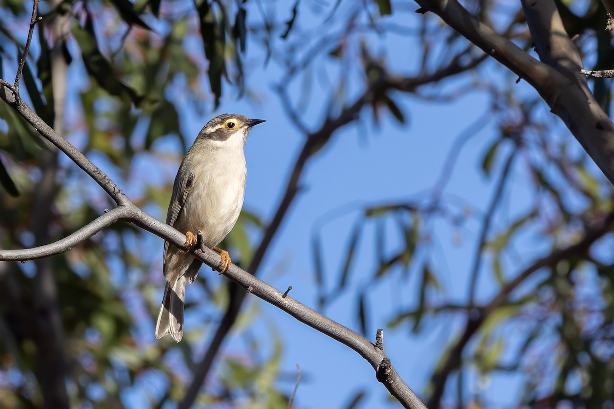 Brown-headed Honeyeater - ML601656521