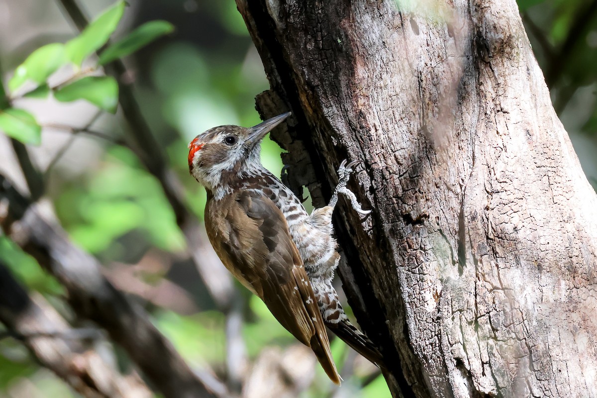 Arizona Woodpecker - ML601656561