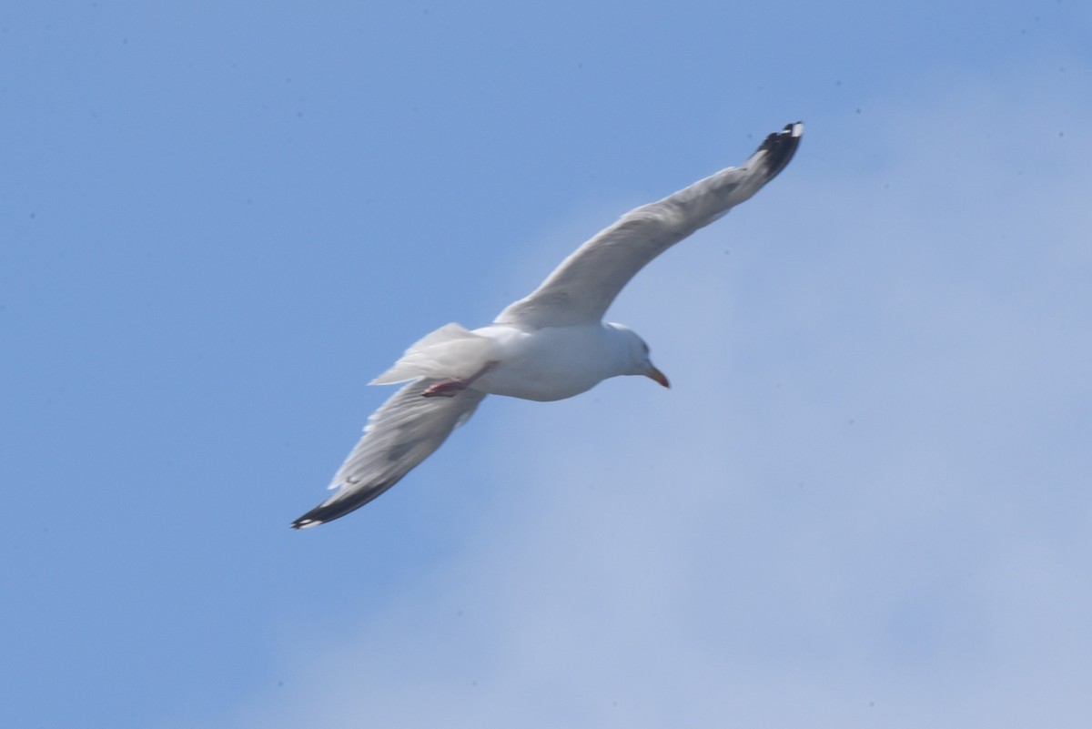 Мөнгөлөг цахлай - ML601656801