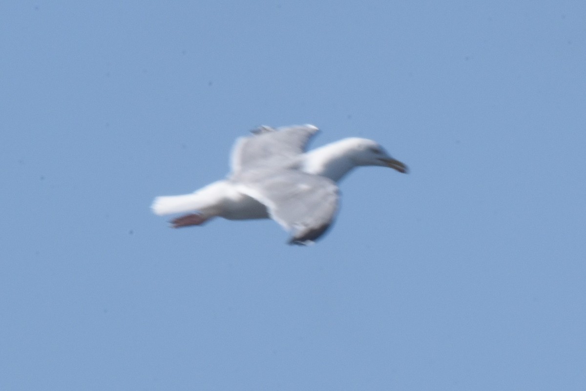 Мөнгөлөг цахлай - ML601657061