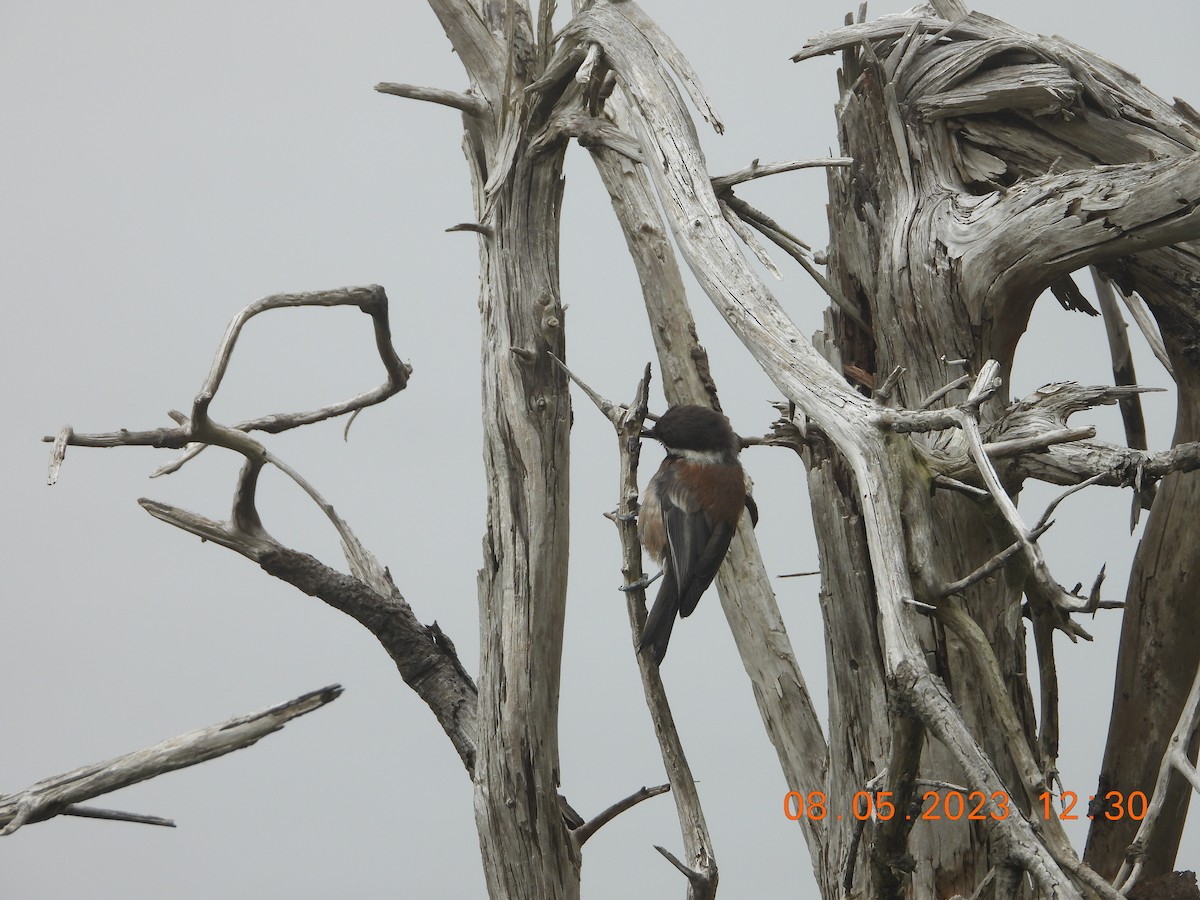 Chestnut-backed Chickadee - ML601657301