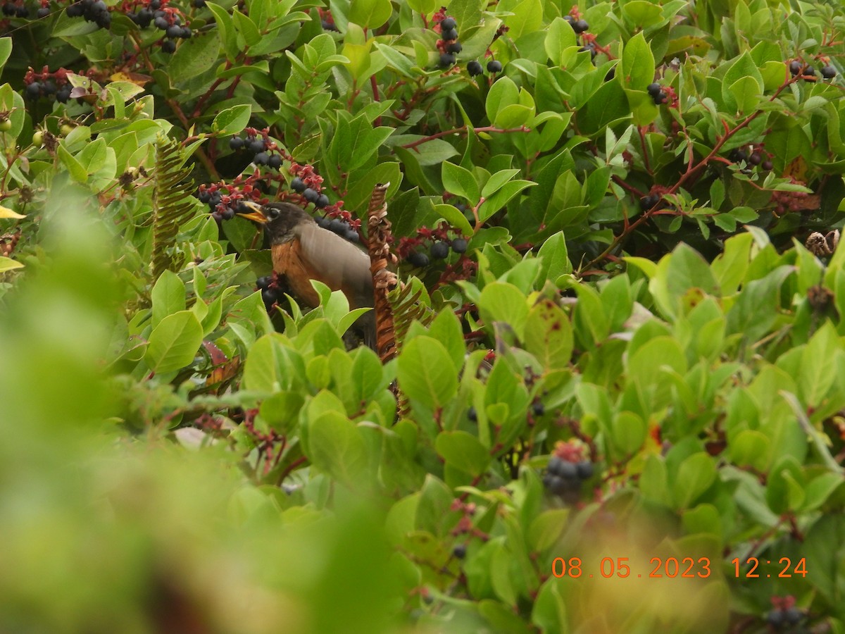 American Robin - ML601657551