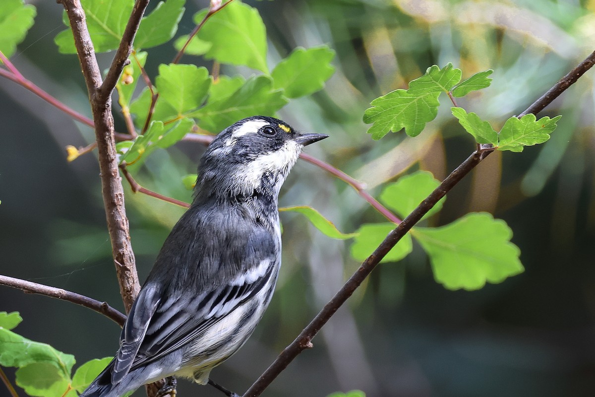 Black-throated Gray Warbler - elizabeth Leslie