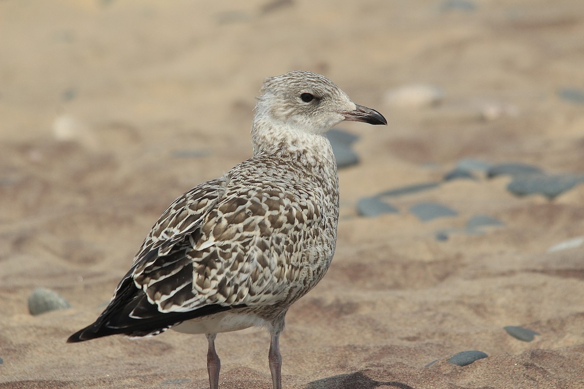 Ring-billed Gull - ML601657981