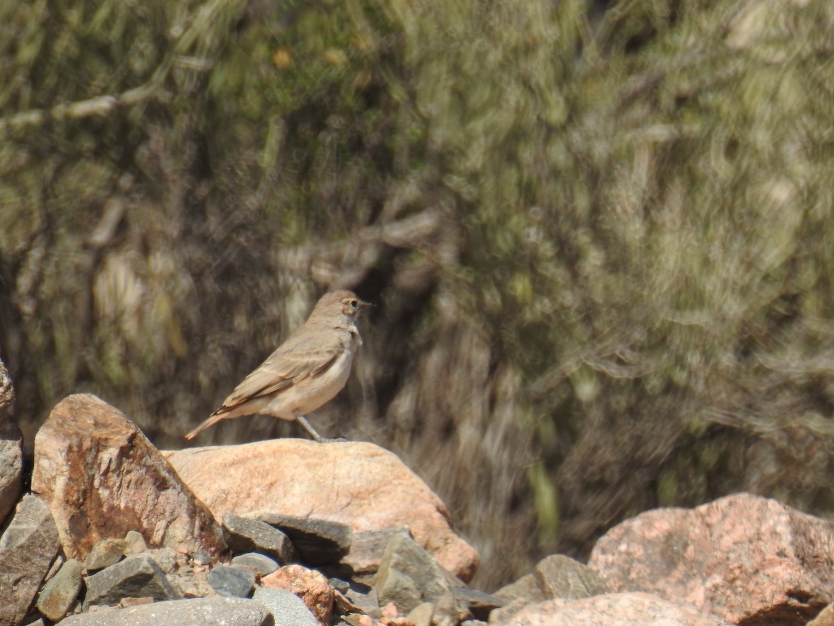Rufous-banded Miner - ML601658161