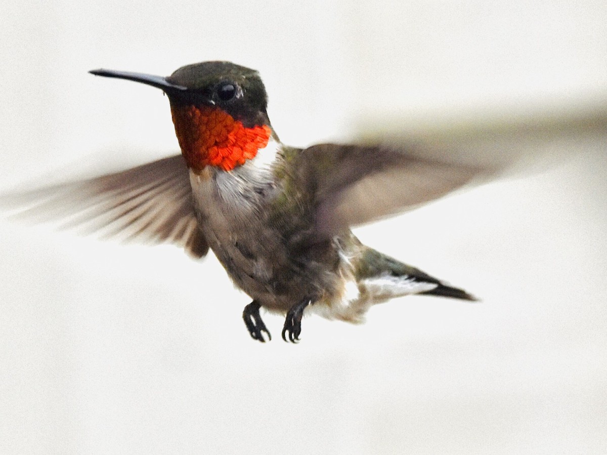 Ruby-throated Hummingbird - ML601658201