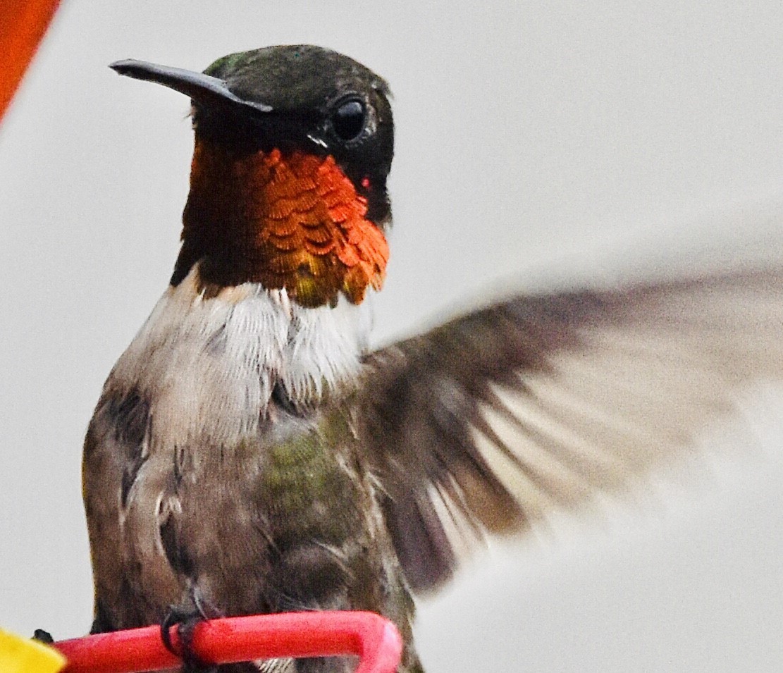 Ruby-throated Hummingbird - ML601658271