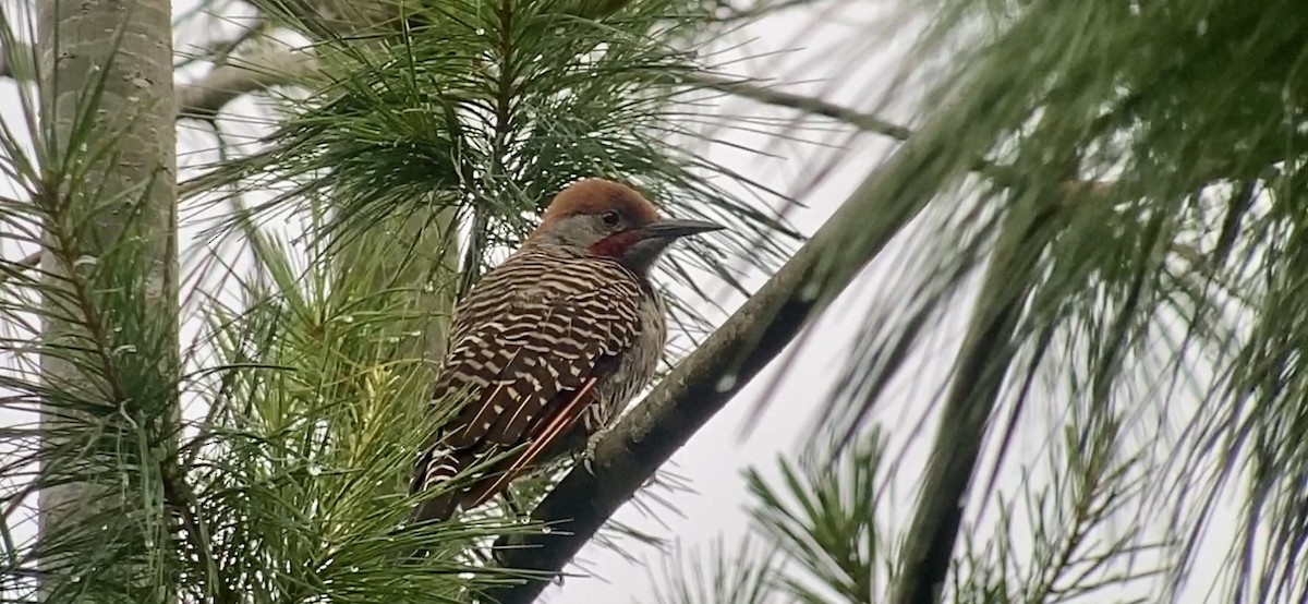 Northern Flicker (Guatemalan) - ML601658321