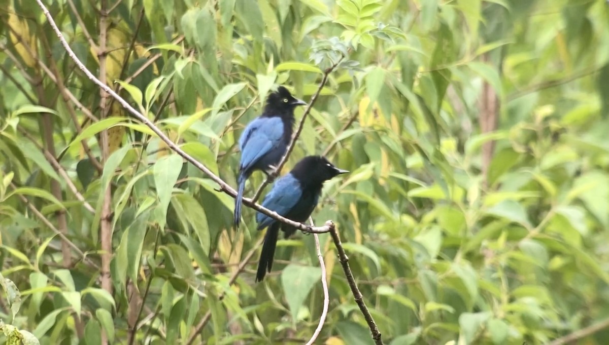 Bushy-crested Jay - ML601658581