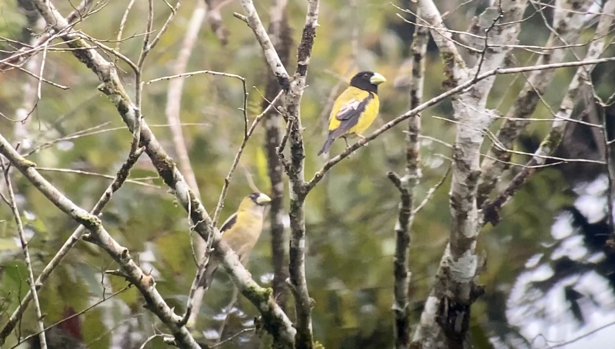 Hooded Grosbeak - ML601658701