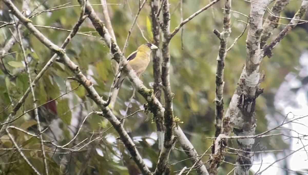 Hooded Grosbeak - ML601658721