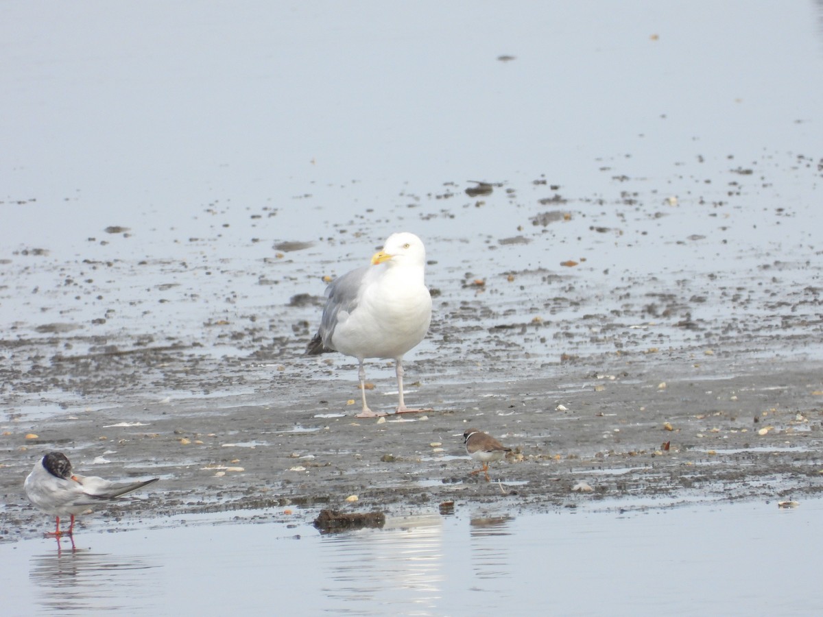 Herring Gull - ML601659621