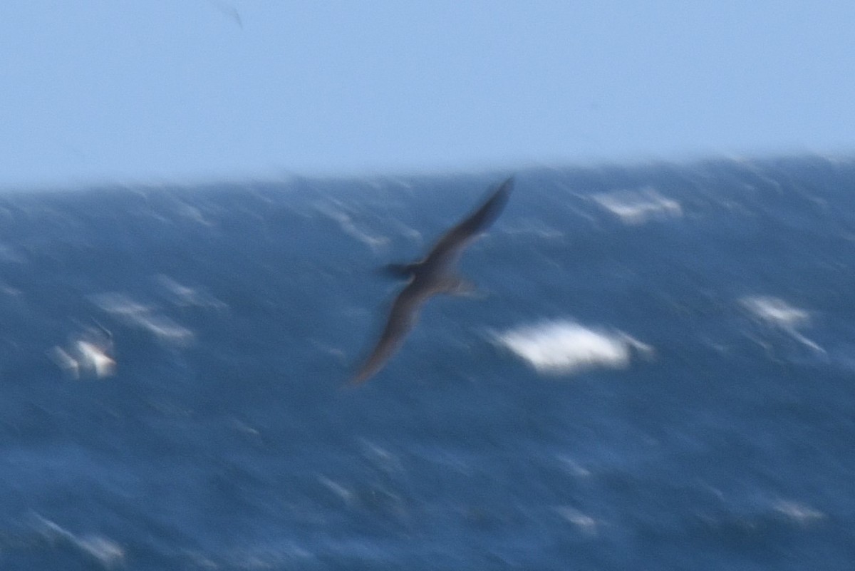 Manx Shearwater - ML601659751