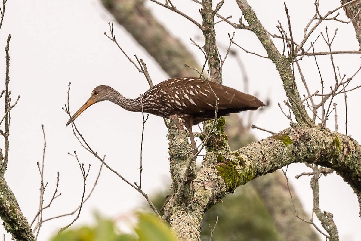 Limpkin - ML601660251