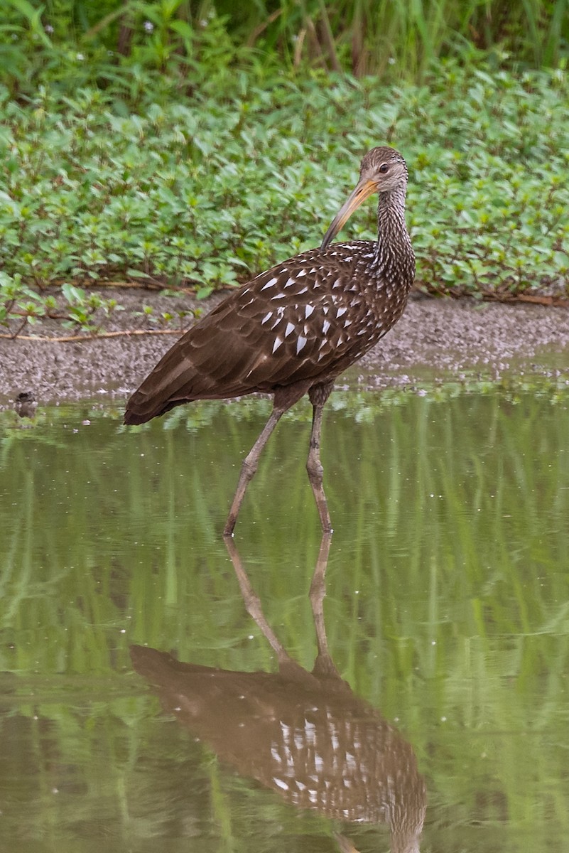 Limpkin - ML601660261