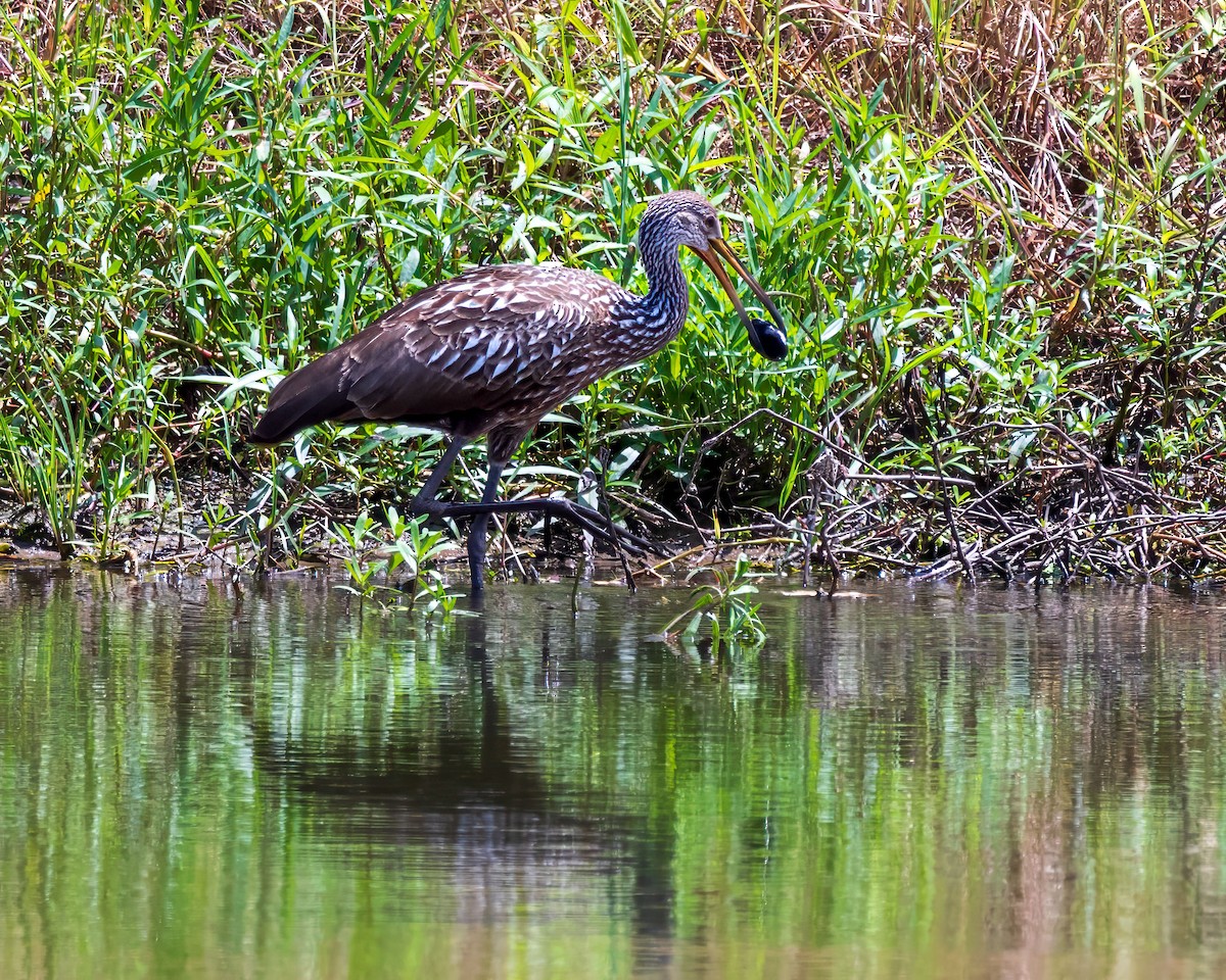 Limpkin - Jamie B Wagner