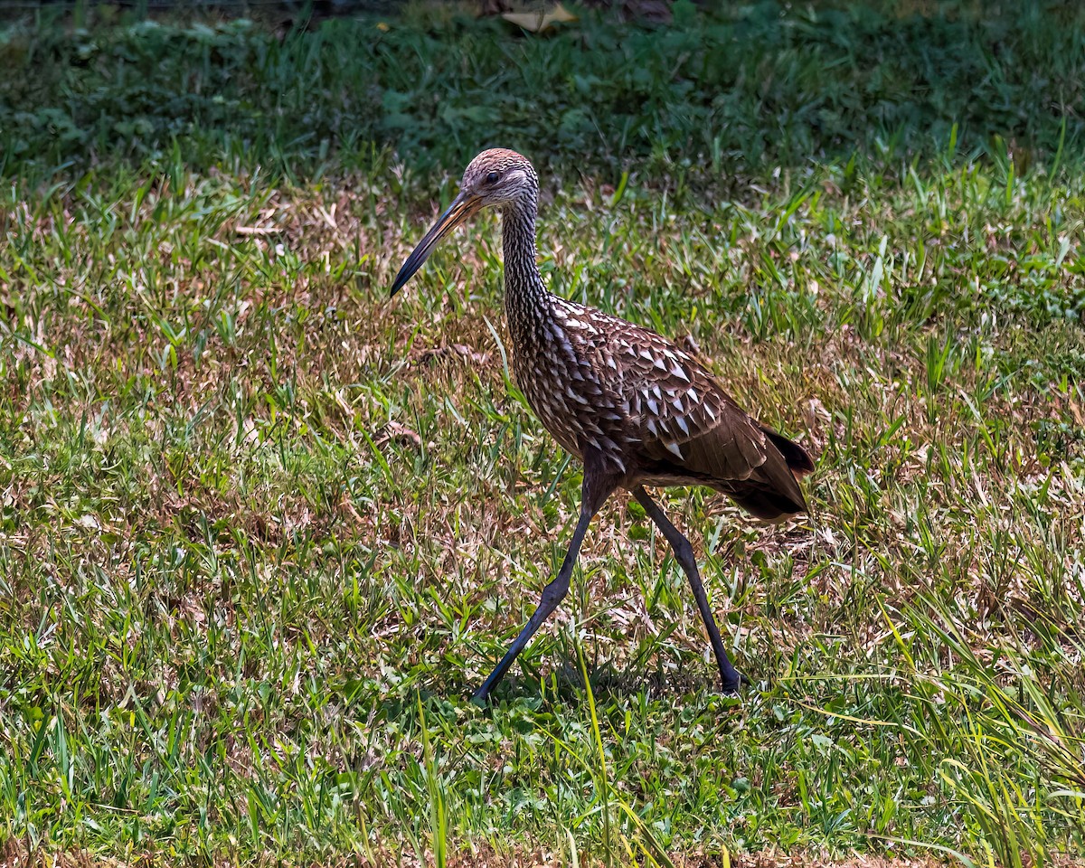 Limpkin - Jamie B Wagner