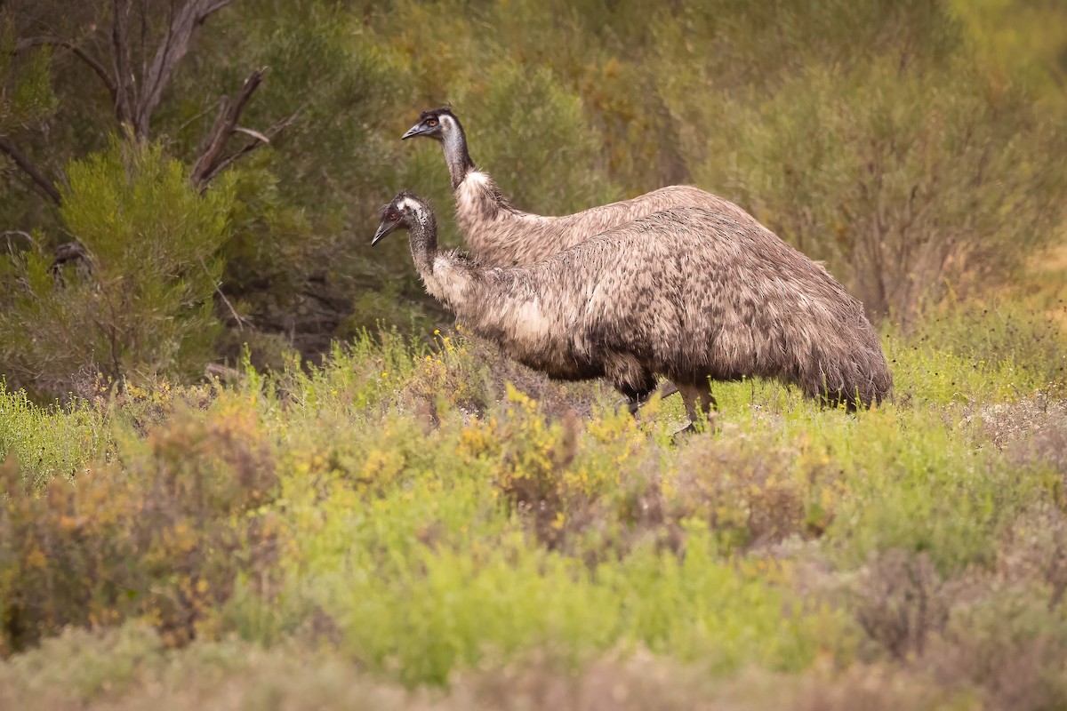 Emu - Brian Bird