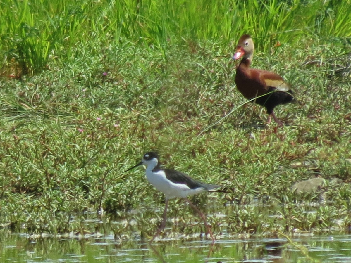 Black-necked Stilt - Kevin Schwartz