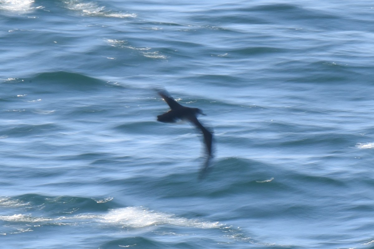 Manx Shearwater - ML601661101