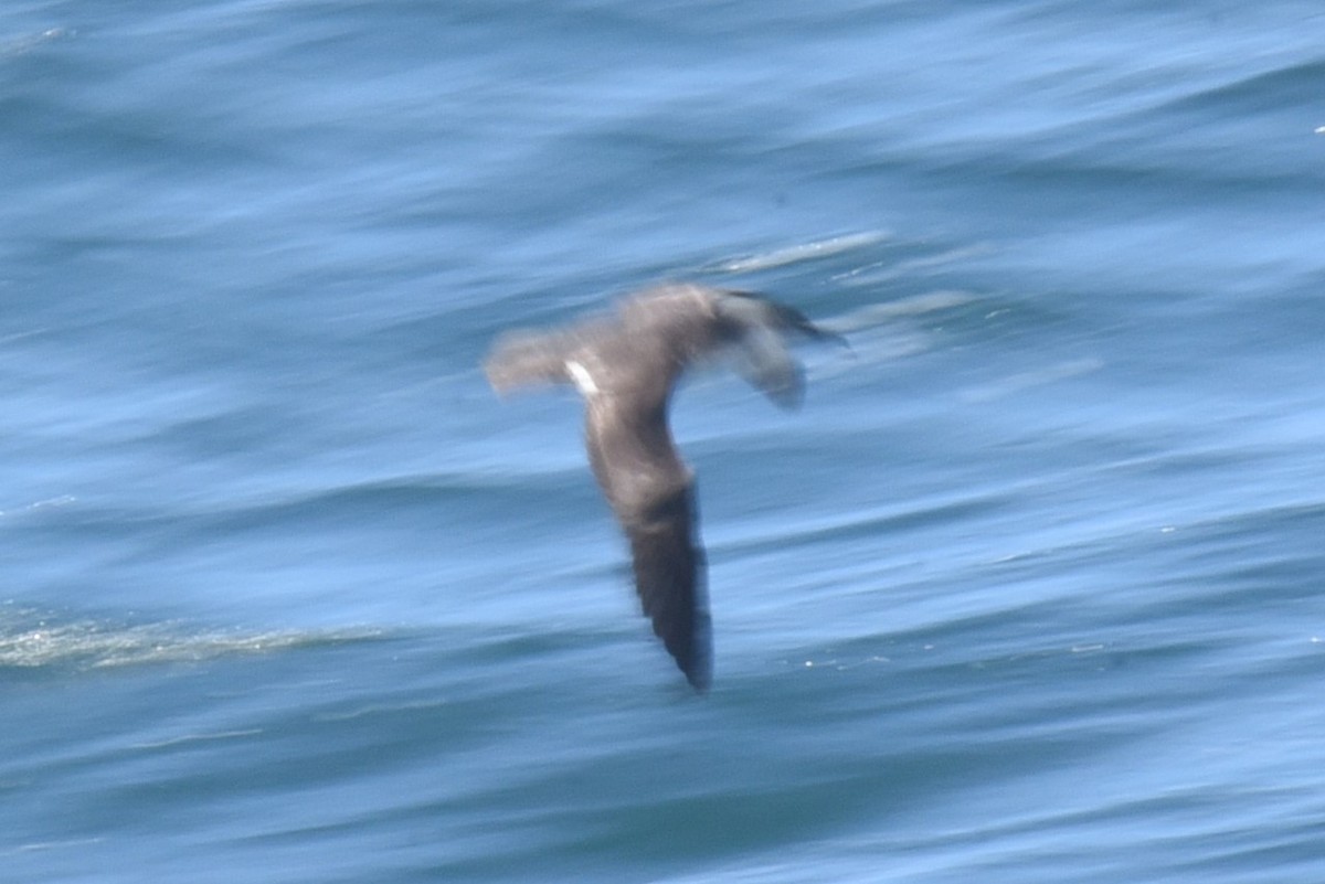Manx Shearwater - ML601661311