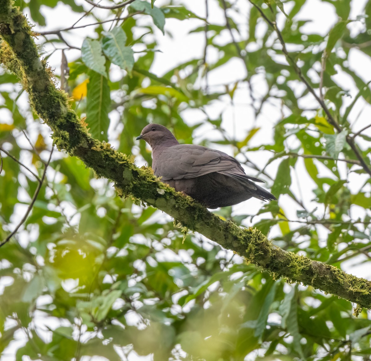 Ruddy Pigeon (Ruddy) - ML601661341