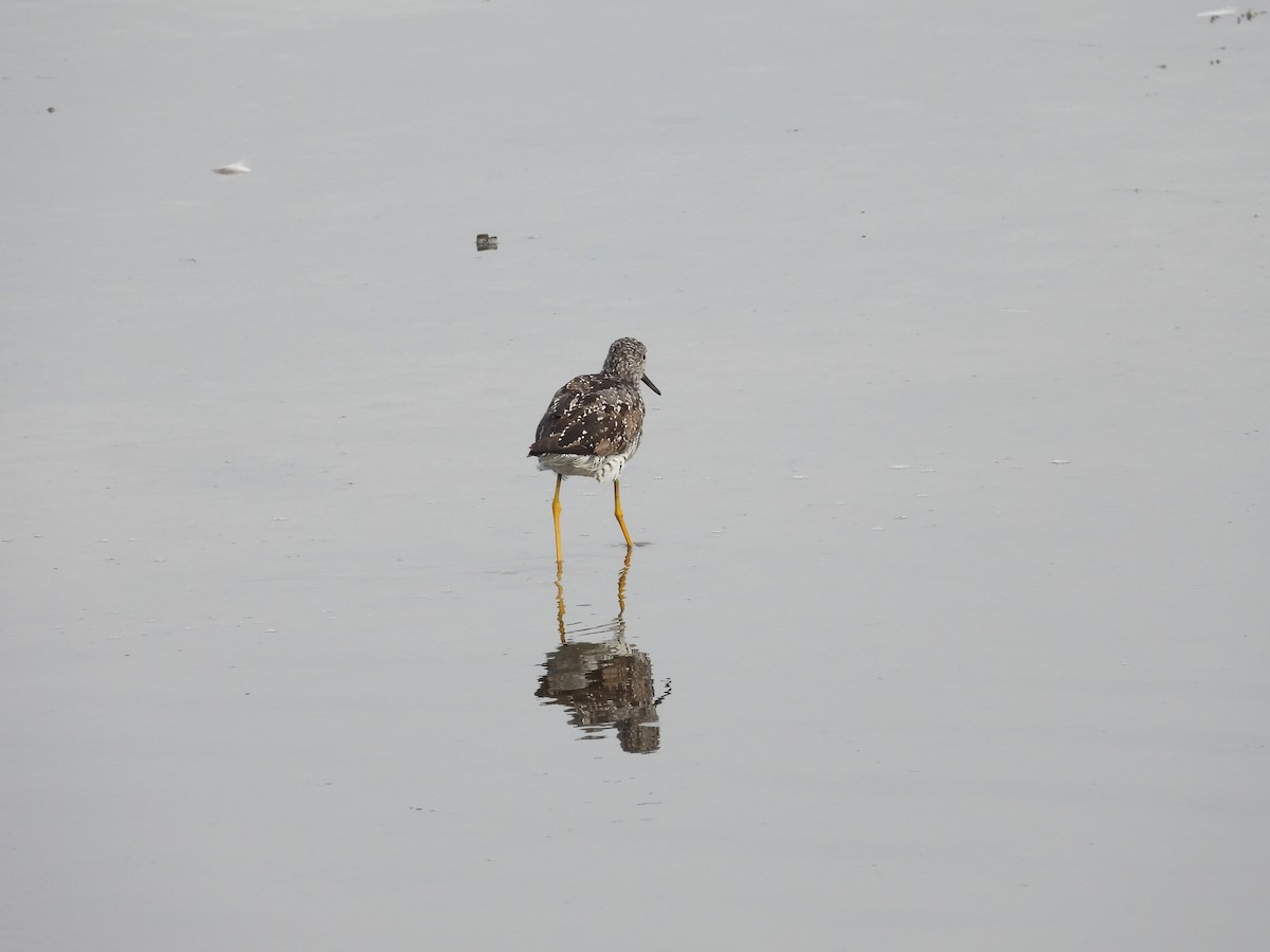 Greater Yellowlegs - ML601661631