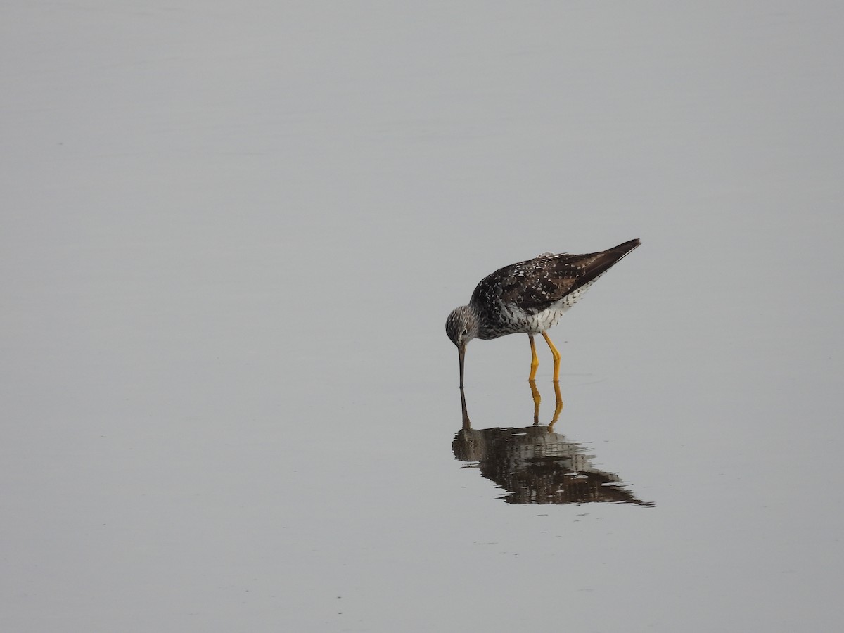 Greater Yellowlegs - ML601661681