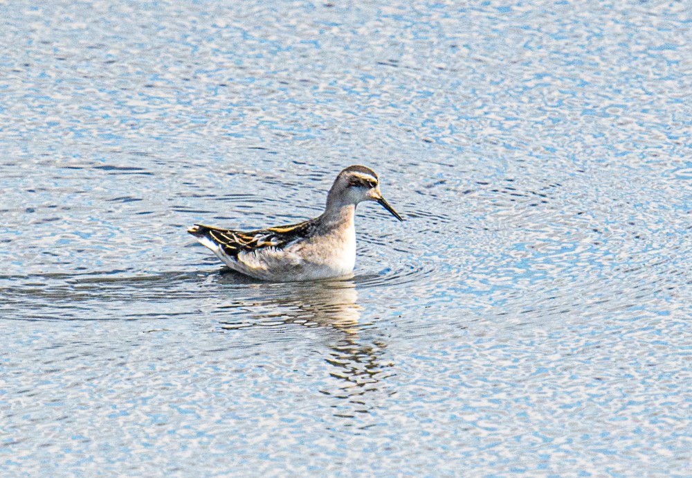 Phalarope à bec étroit - ML601661891