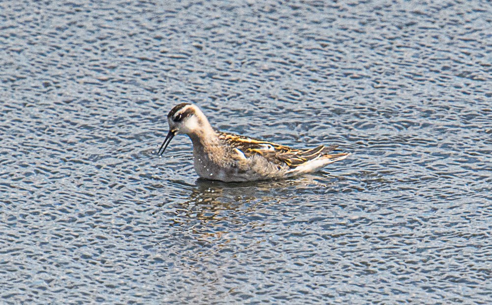 Phalarope à bec étroit - ML601661901