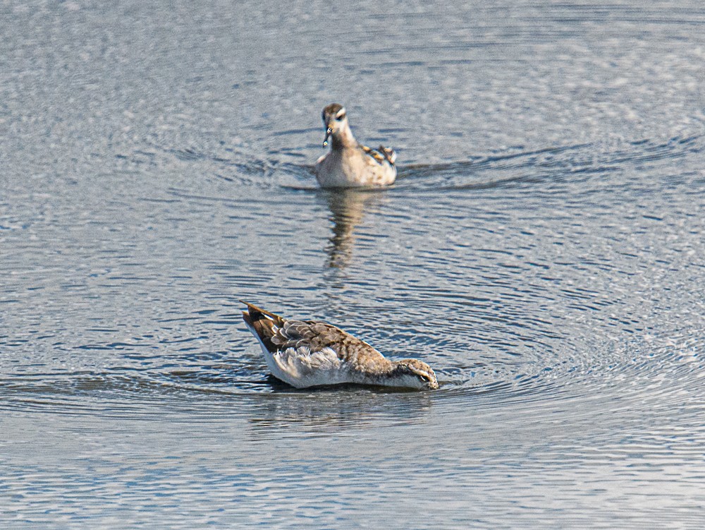 Phalarope à bec étroit - ML601661911