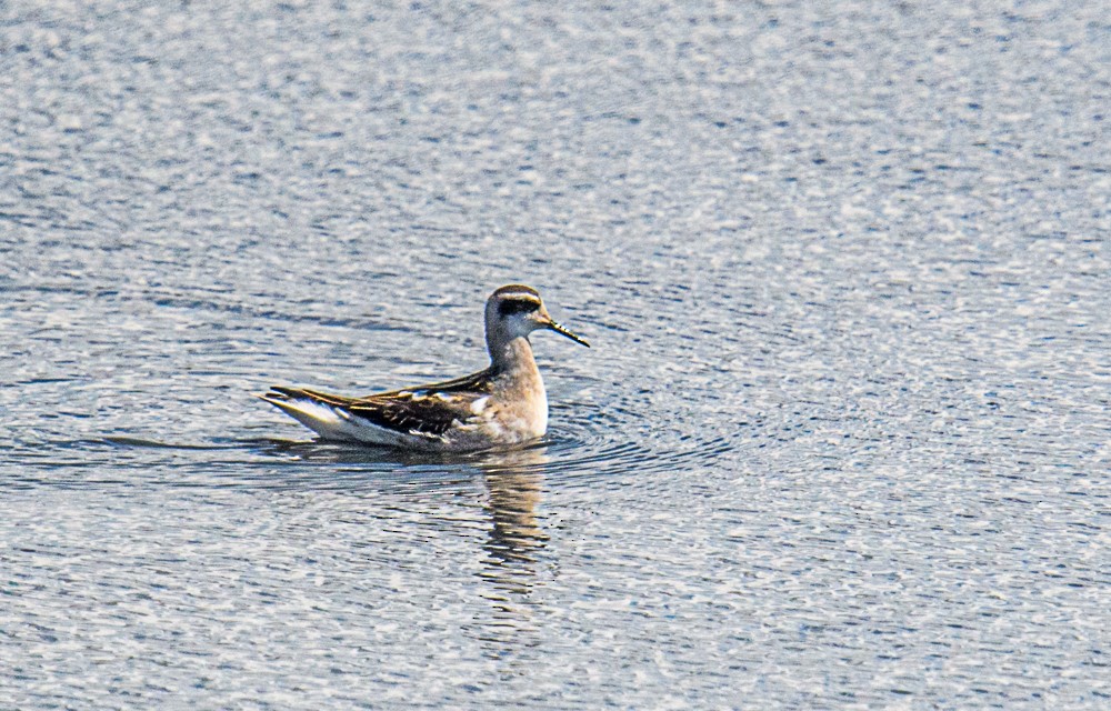 Phalarope à bec étroit - ML601661921