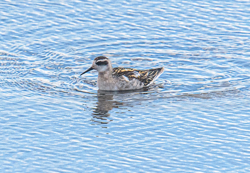 Red-necked Phalarope - ML601661931