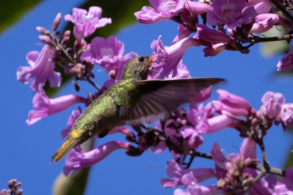 Gilded Hummingbird - ML601663431