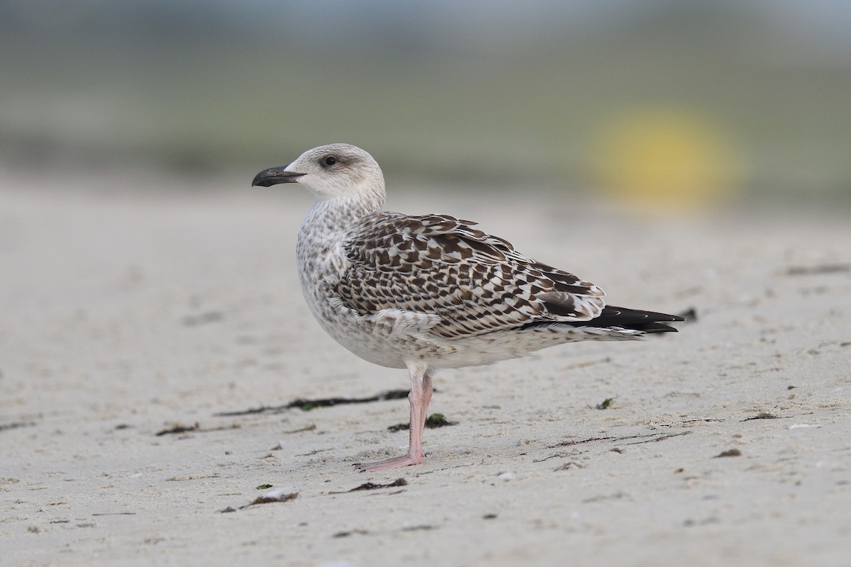 Great Black-backed Gull - terence zahner