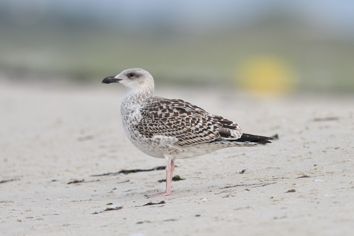 Great Black-backed Gull - terence zahner