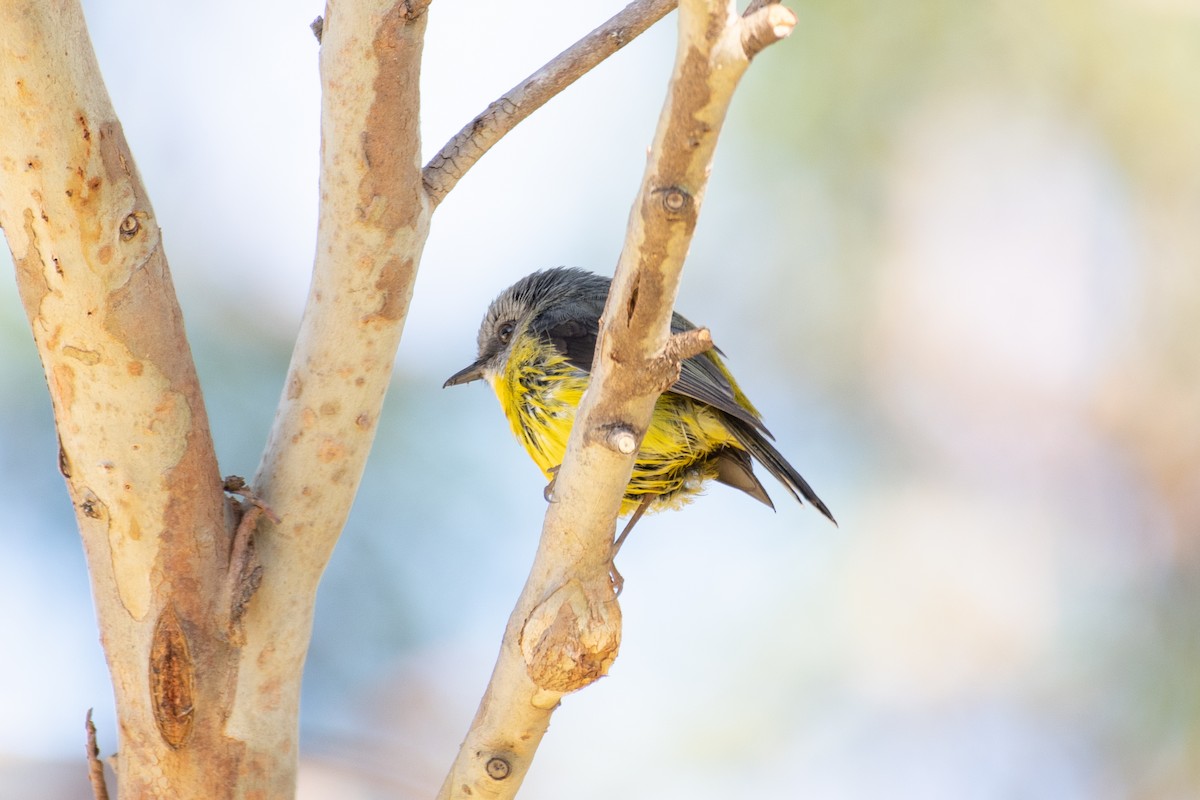 Eastern Yellow Robin - ML601664331