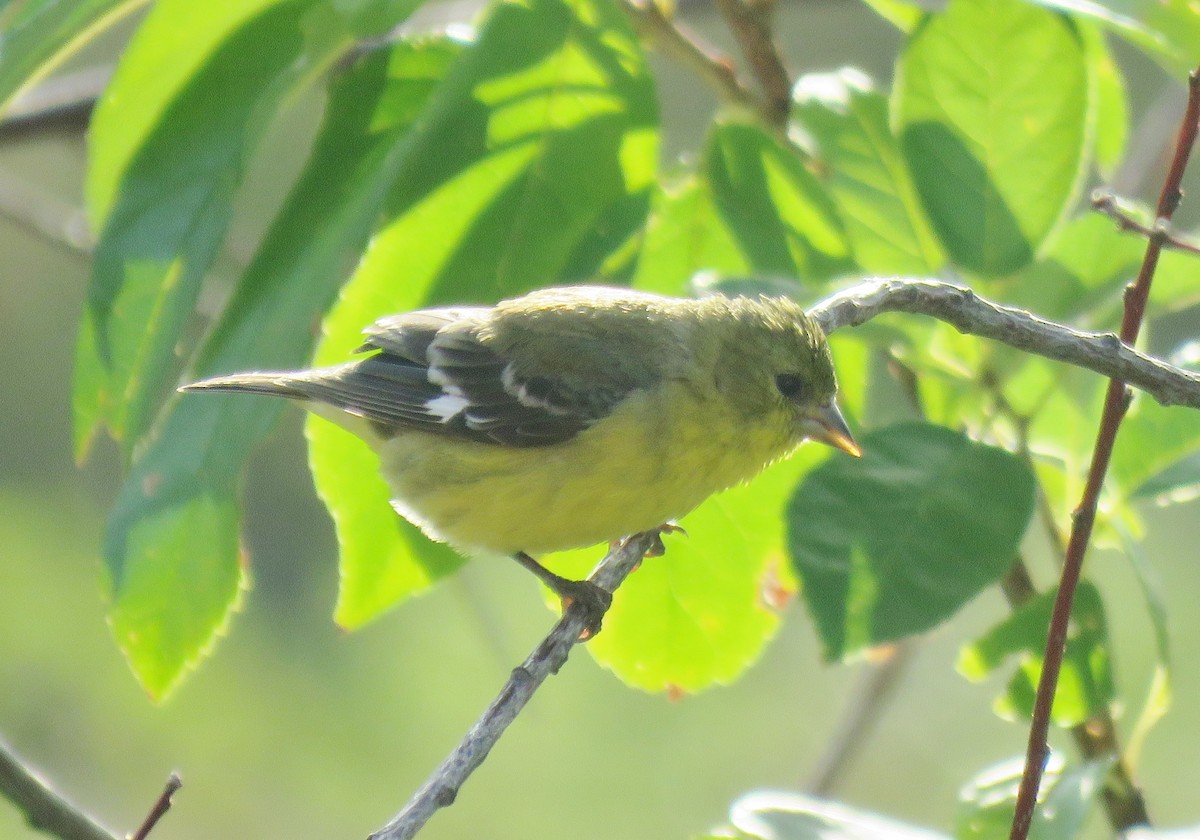 Lesser Goldfinch - Michael Willison