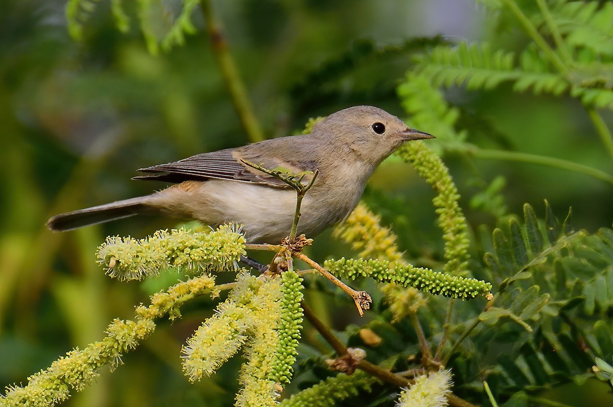 Lucy's Warbler - ML601664771